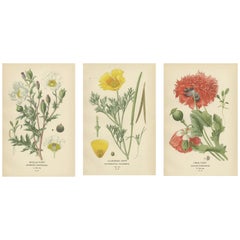 Opulent Opium: A Antique Poppy Collection in Antique Prints, 1896