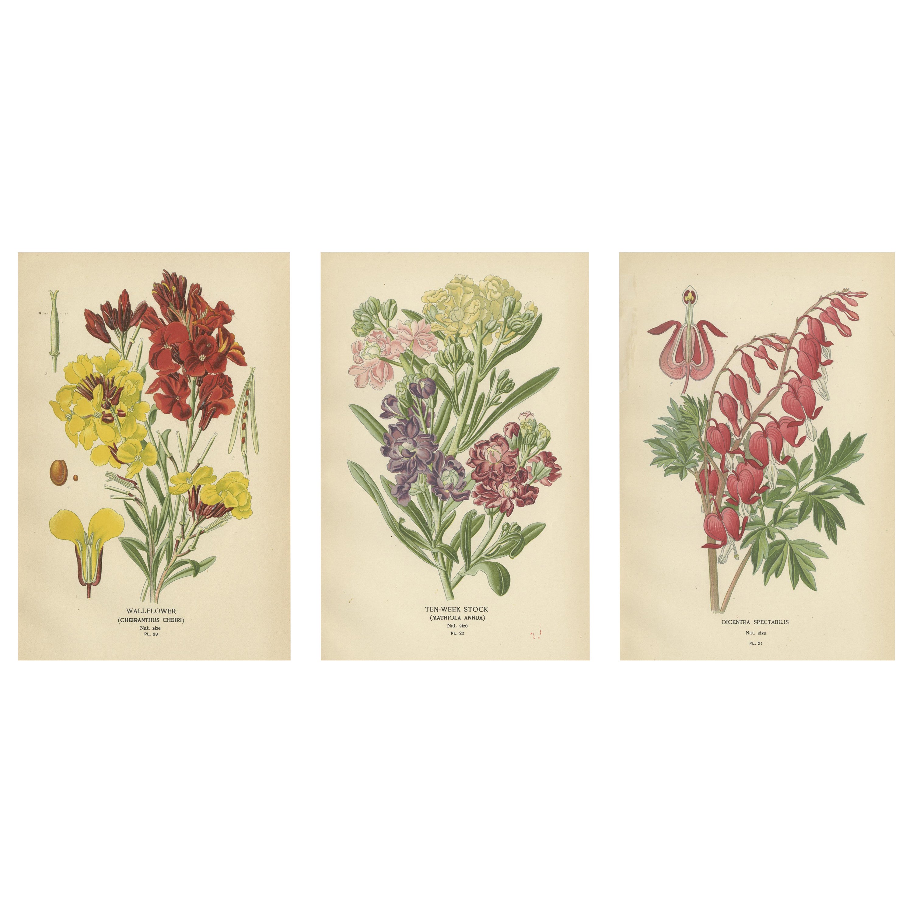 Charming Florals of the Victorian Era: A Collection of Antique Prints, 1896 For Sale