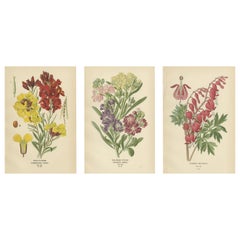 Charmantes fleurs de l'ère victorienne : une collection d'impressions anciennes, 1896