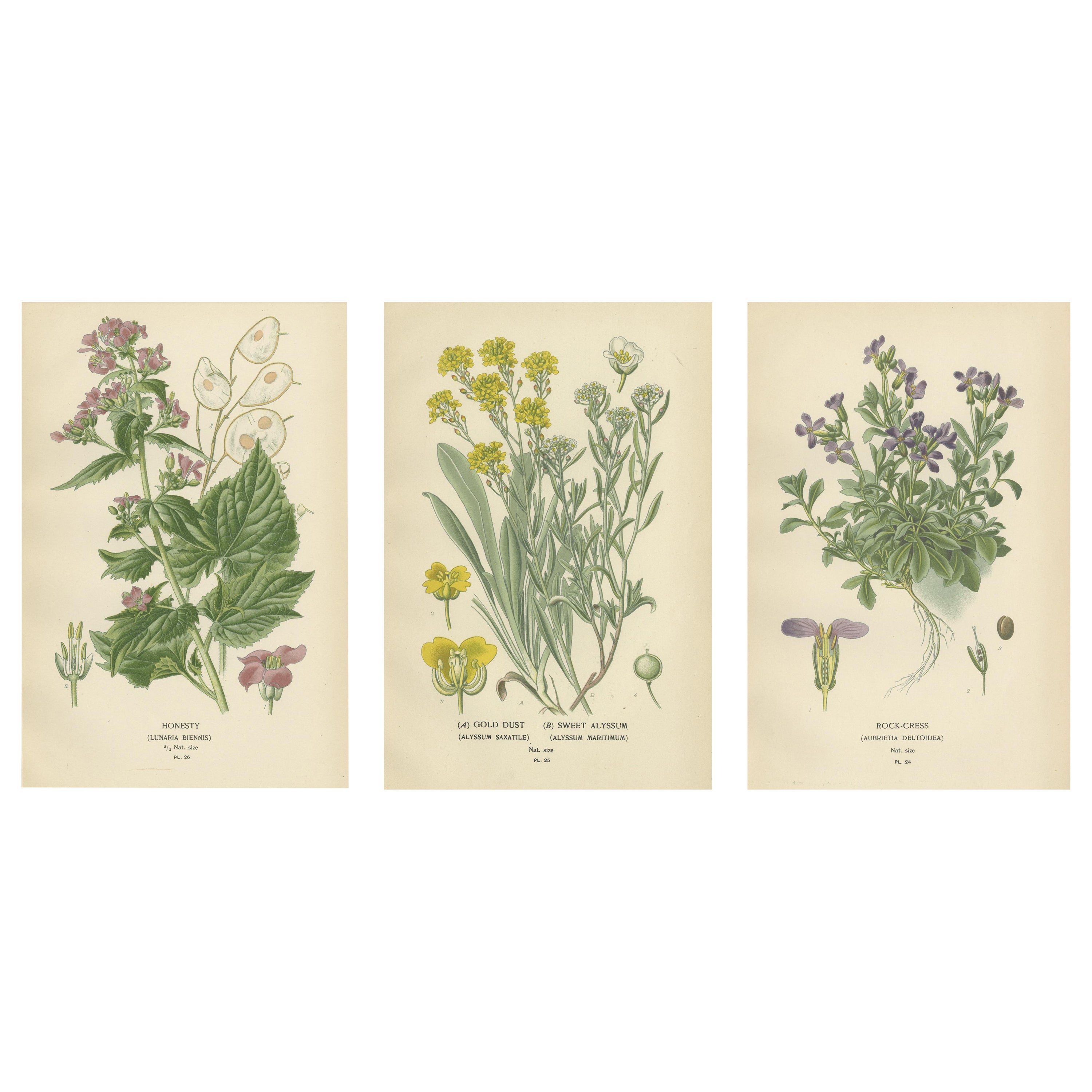 Verdant Vintage: Ein Triptychon aus Edward Steps botanischem Compendium, 1896 im Angebot