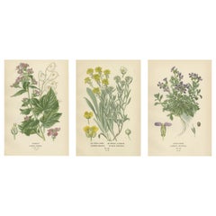 Verdant Vintage: A Triptyque du Compendium botanique d'Edward Step, 1896