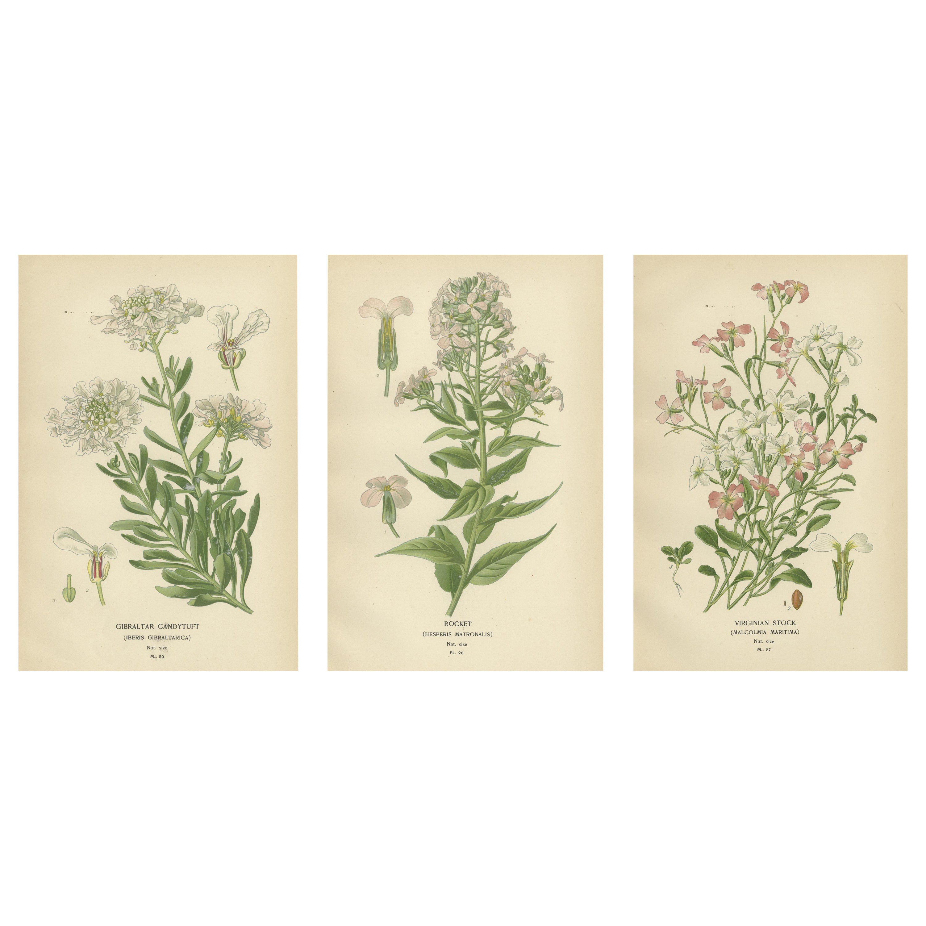 Ephemeral Blossoms: Treasures from 'Favourite Flowers of Garden and Greenhouse' For Sale