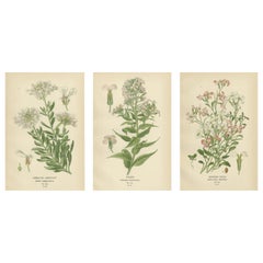 Antique Ephemeral Blossoms: Treasures from 'Favourite Flowers of Garden and Greenhouse'