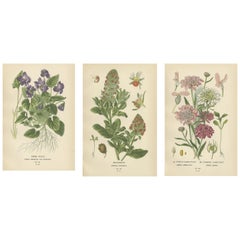 Vintage Fragrant Heirlooms: Aromatic Blossoms from Edward Step's Collection, 1896