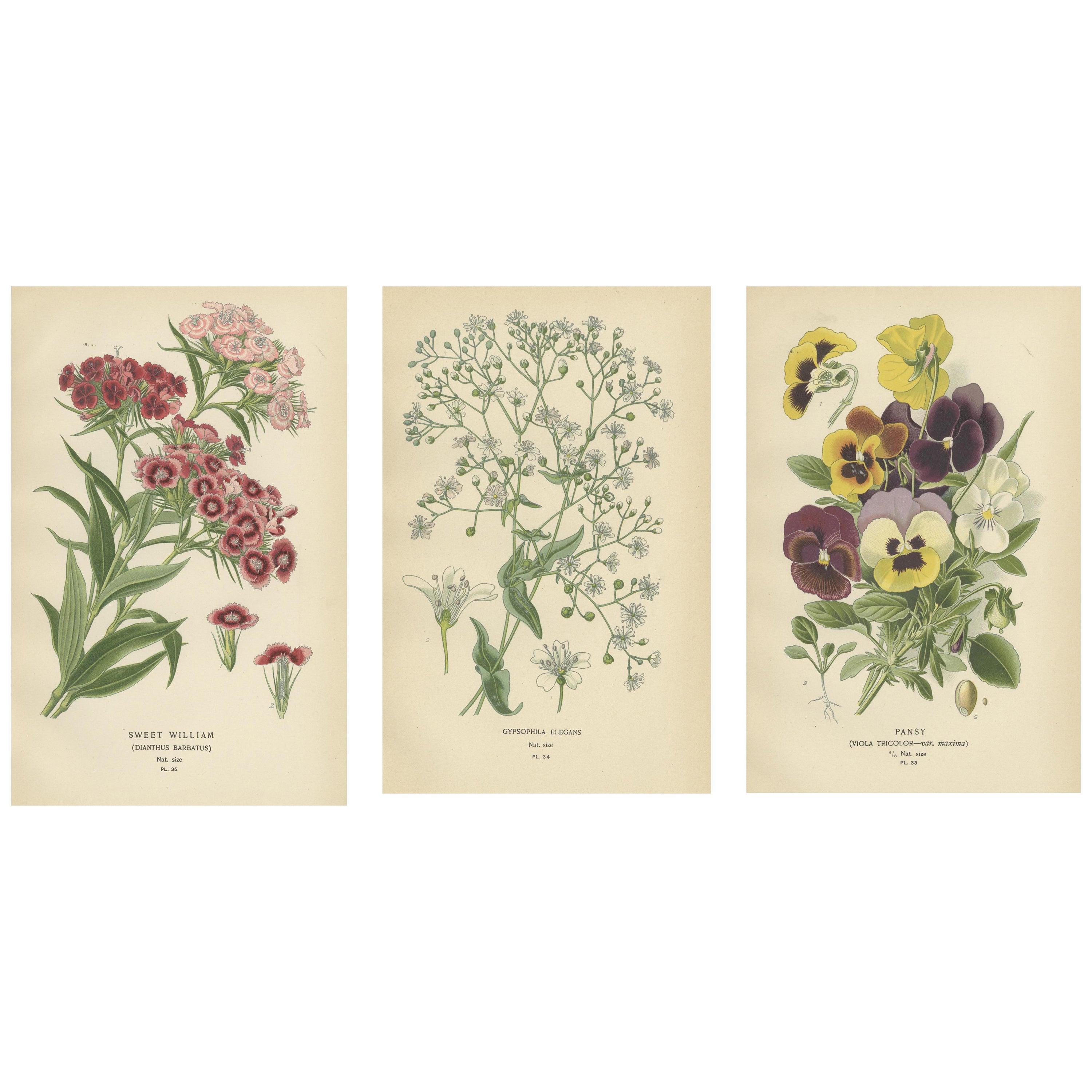 Victorian Vivids: A Floral Collection from Edward Step's Masterworks, 1896  For Sale