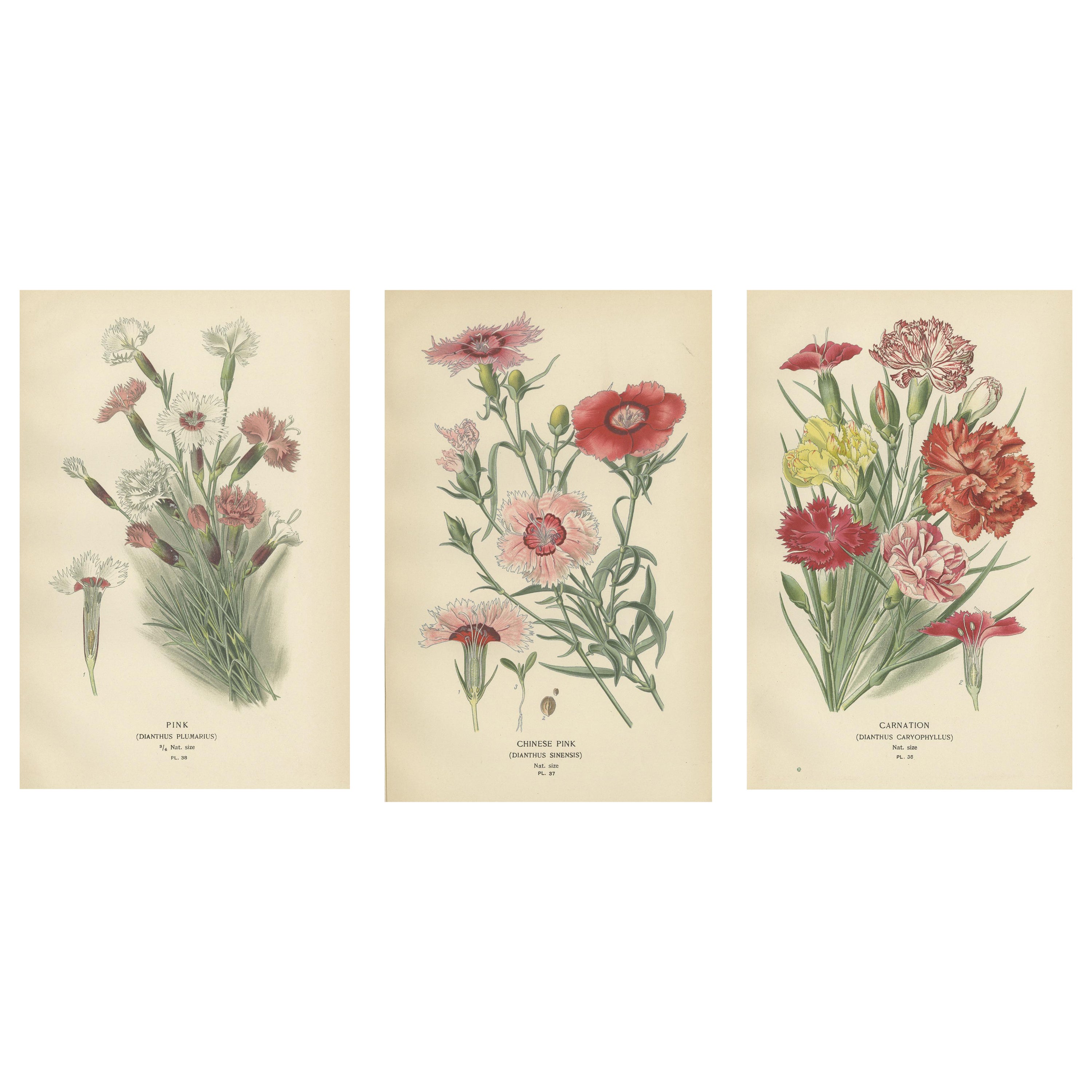 Edwardian Blossoms: A Triptych of Garden Elegance, 1896 For Sale