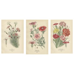 Antique Edwardian Blossoms: A Triptych of Garden Elegance, 1896