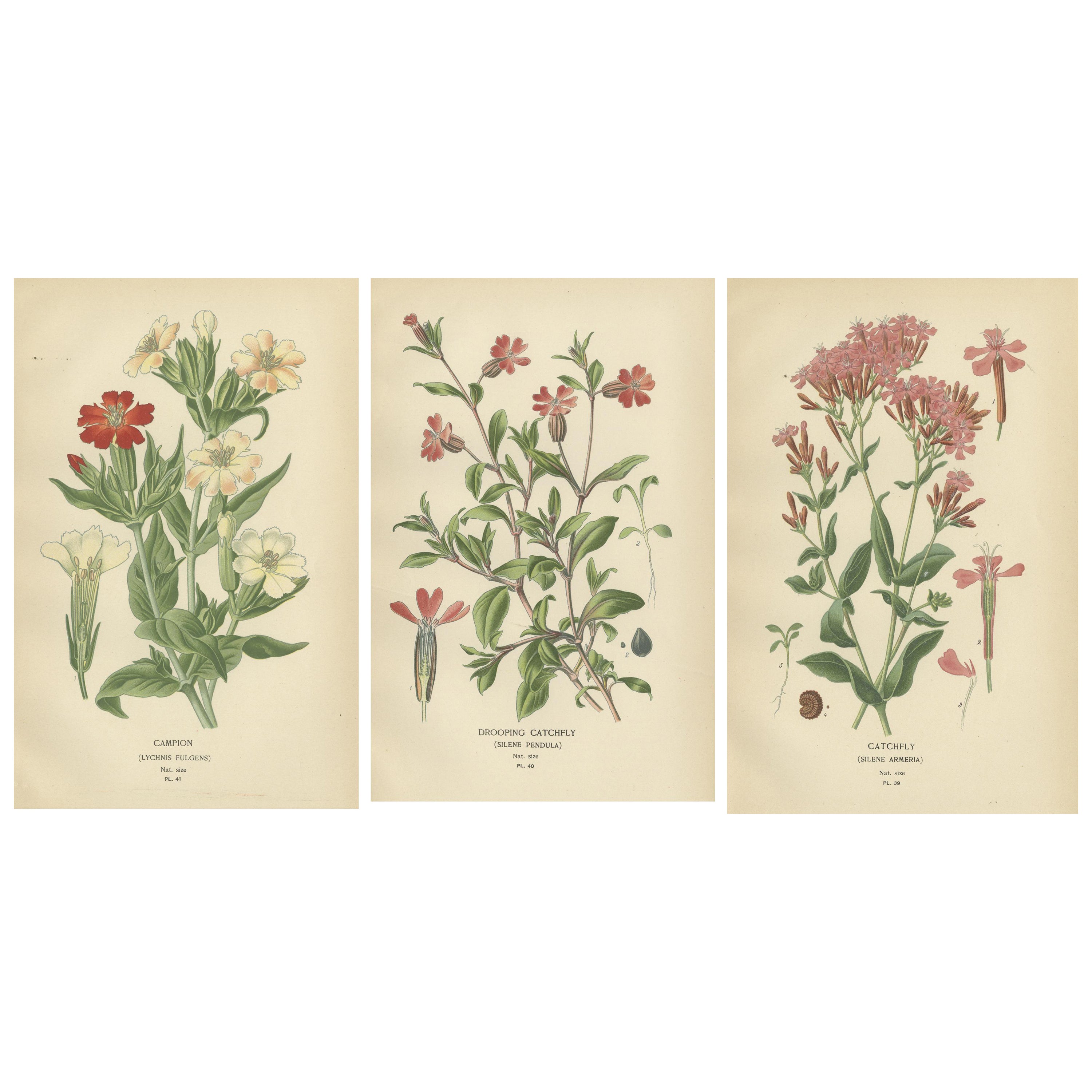Victorian Botanical Elegance: A Triptych of Edward Step's Floral Masterpiece For Sale