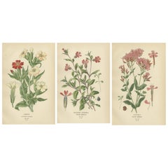 Viktorianische botanische Eleganz: Ein Triptychon des floralen Meisterwerks von Edward Step