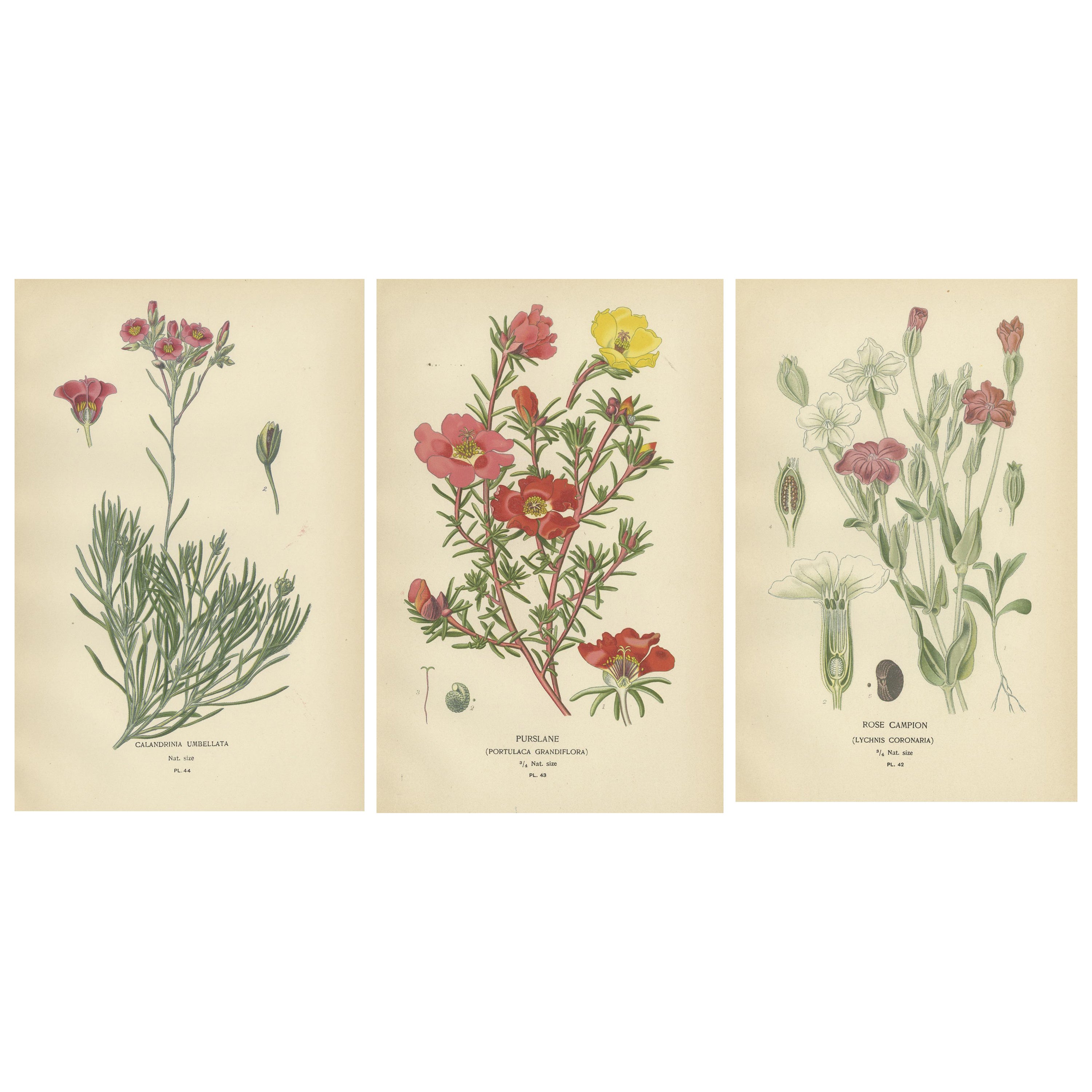 Ephemeral Blossoms: A Chronicle of 1896 Botanical Elegance For Sale