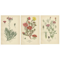 Fiori effimeri: Cronaca dell'Eleganza Botanica del 1896