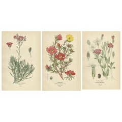 Antique Ephemeral Blossoms: A Chronicle of 1896 Botanical Elegance