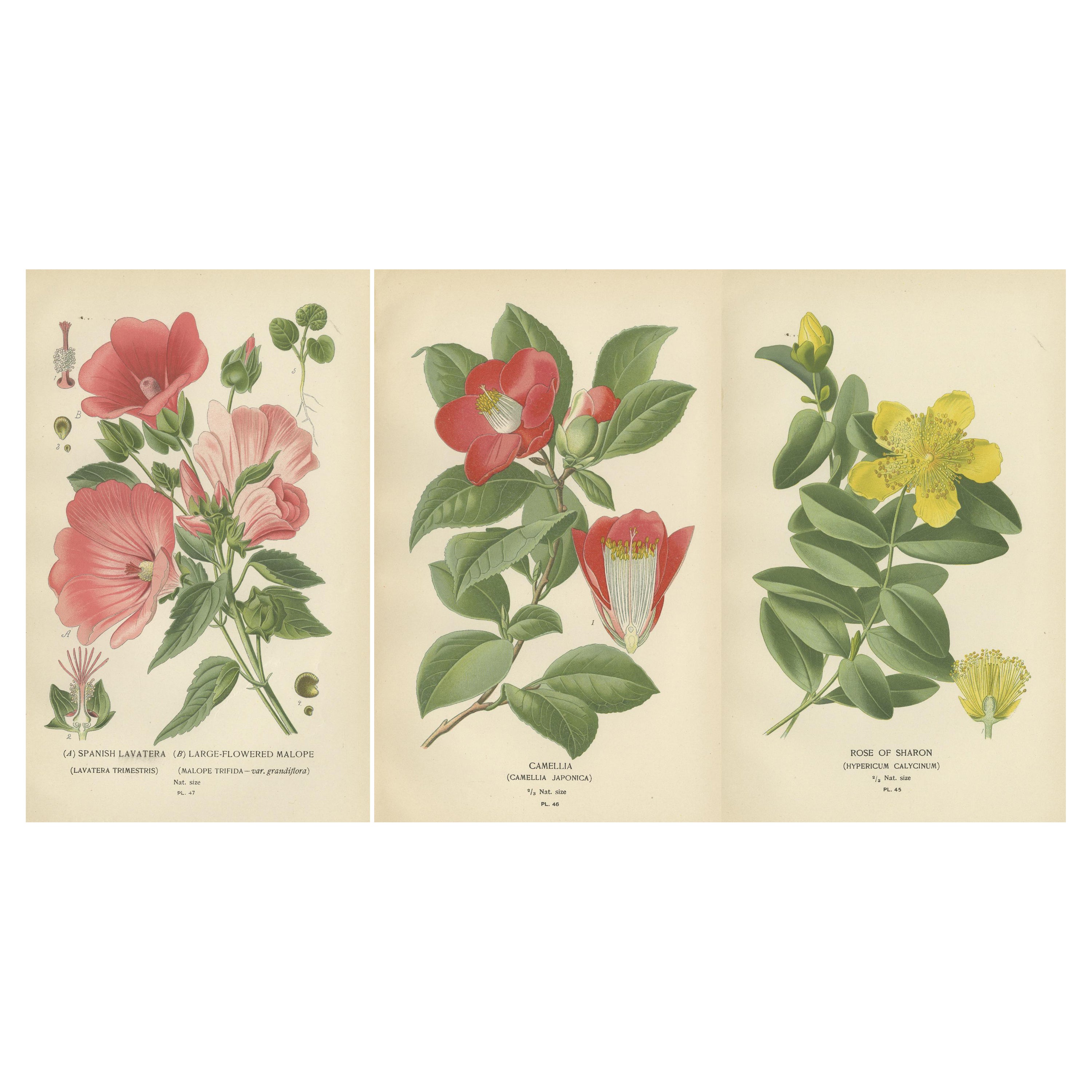 Botanical Elegance: A Triptych of 19th-Century Floral Art, 1896