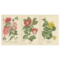 Antique Botanical Elegance: A Triptych of 19th-Century Floral Art, 1896