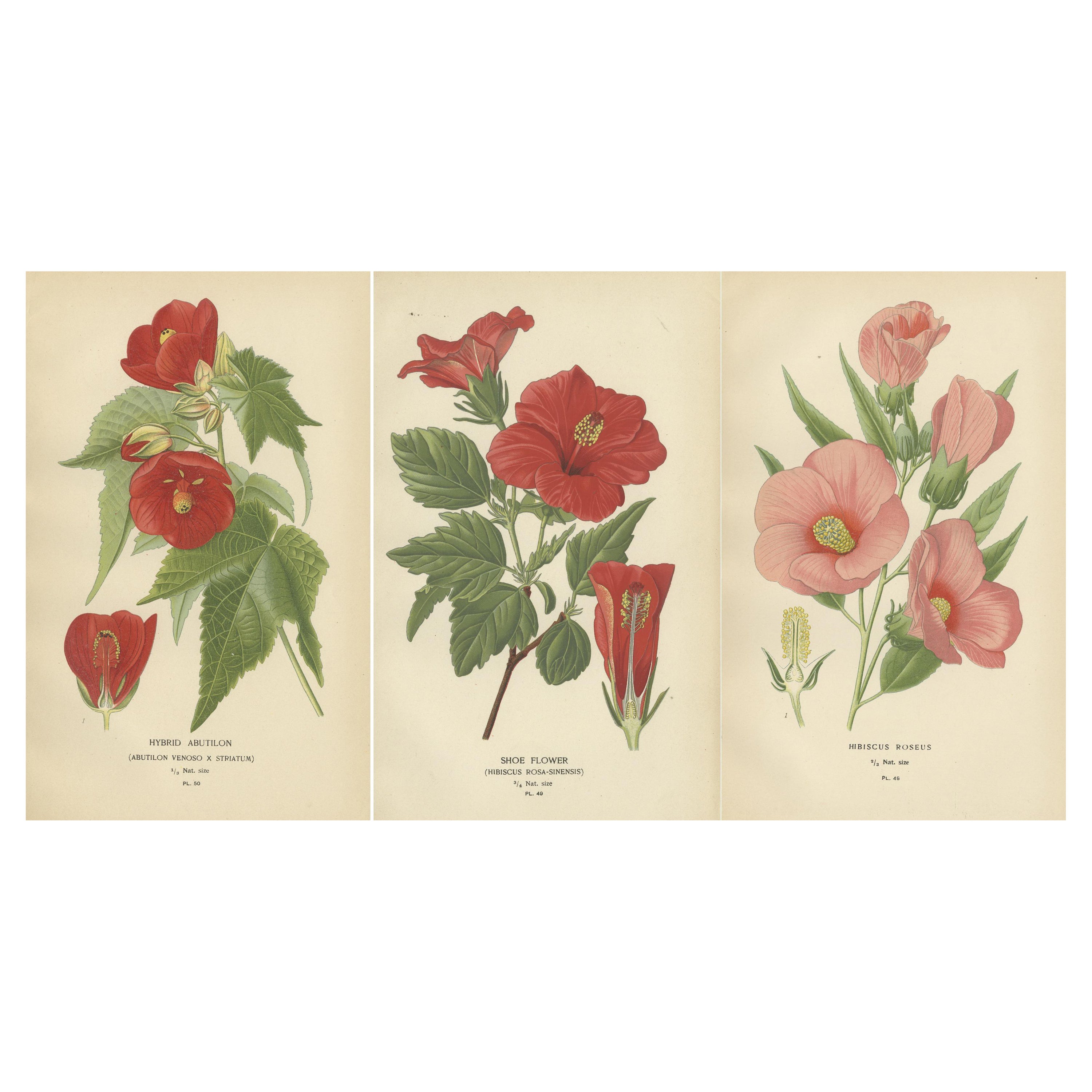 Floral Masterpieces: A Collection of 19th-Century Horticultural Art, 1896 For Sale