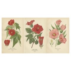 Vintage Floral Masterpieces: A Collection of 19th-Century Horticultural Art, 1896
