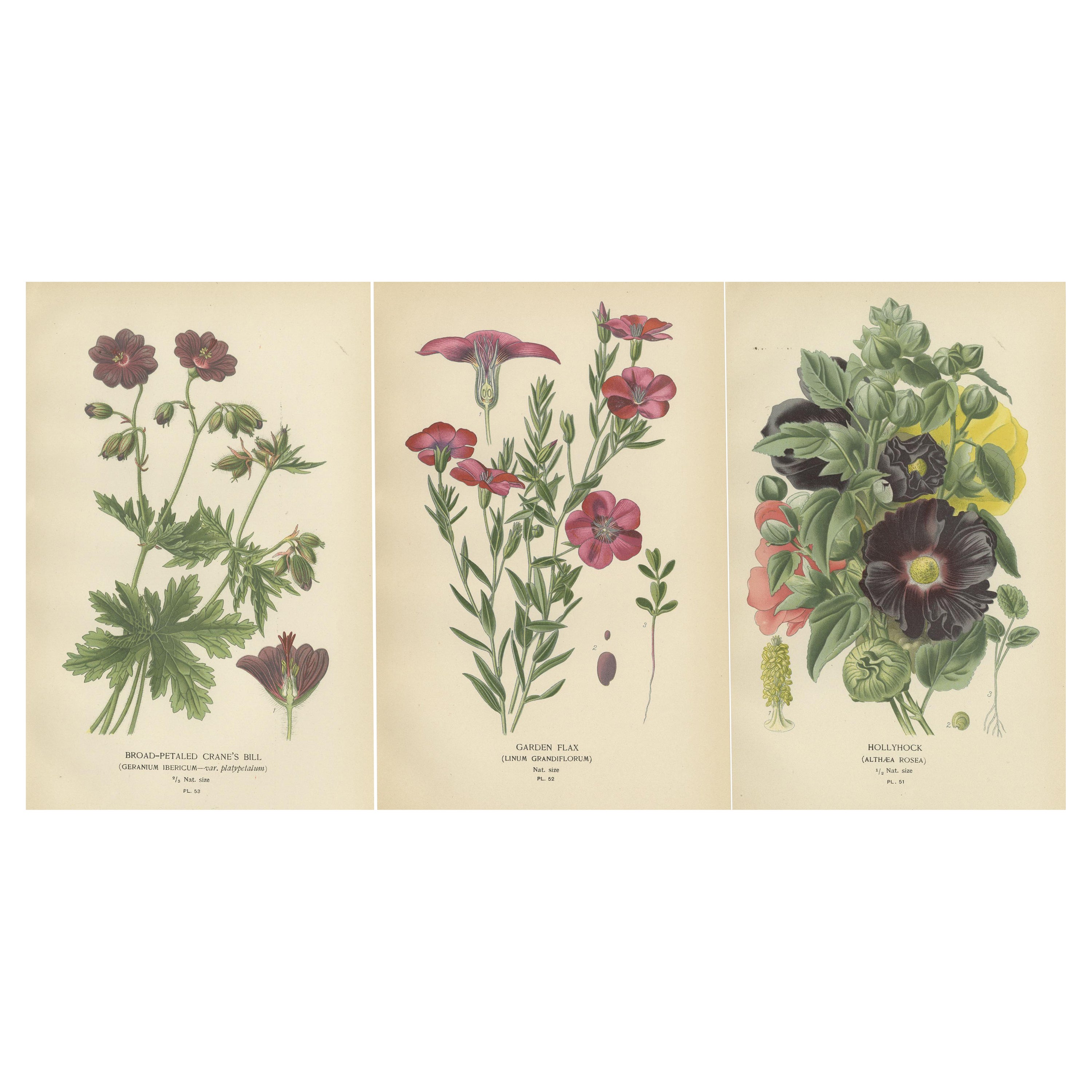 Victorian Botanical Splendor: A Collection from Step's Horticultural Compendium For Sale