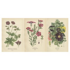 Viktorianische botanische Pracht im viktorianischen Stil: Eine Kollektion aus Steps Horticultural Compendium