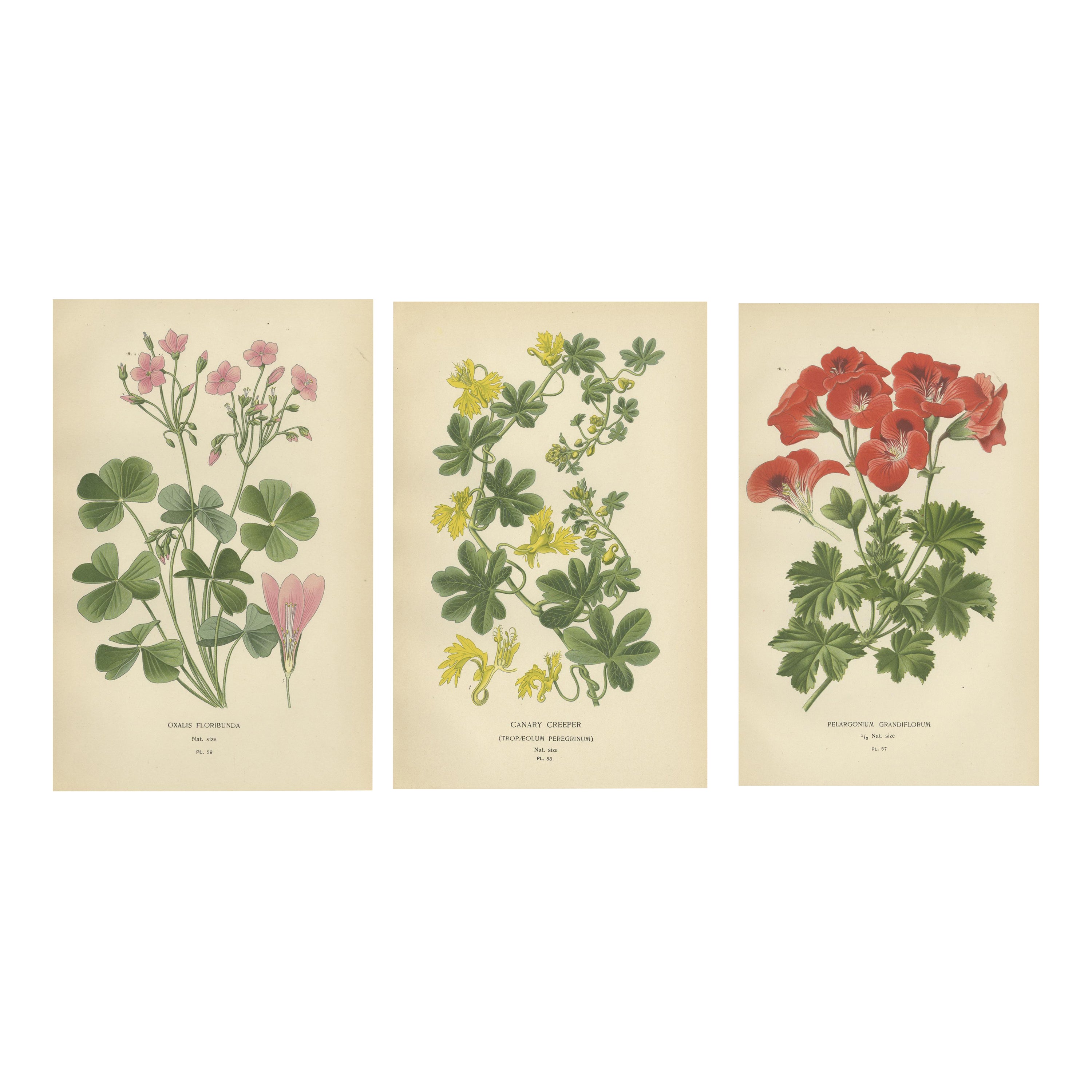 Victorian Geranium Elegance: A Triptych of Horticultural Art, 1896 For Sale