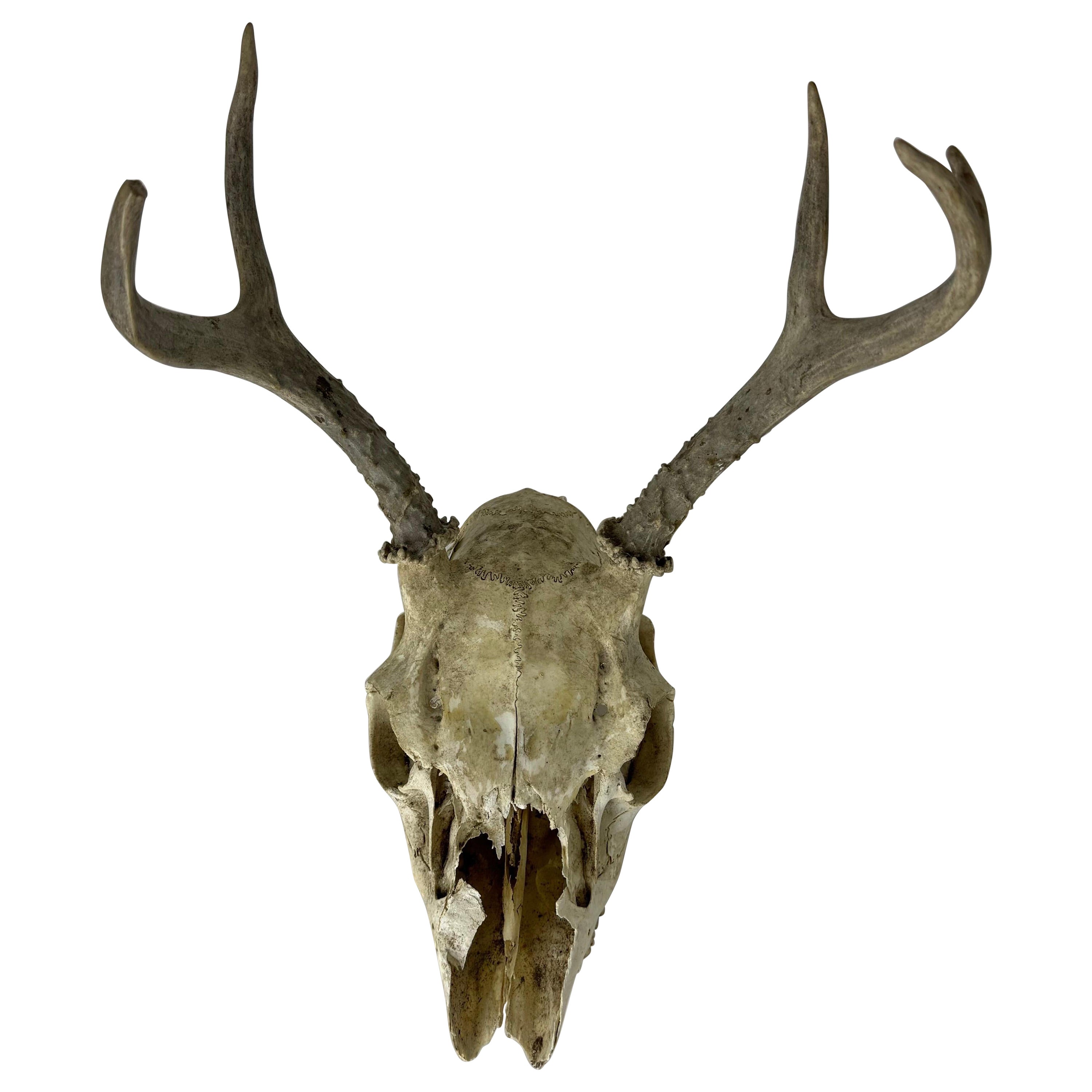 Crâne de cerf vintage avec bois