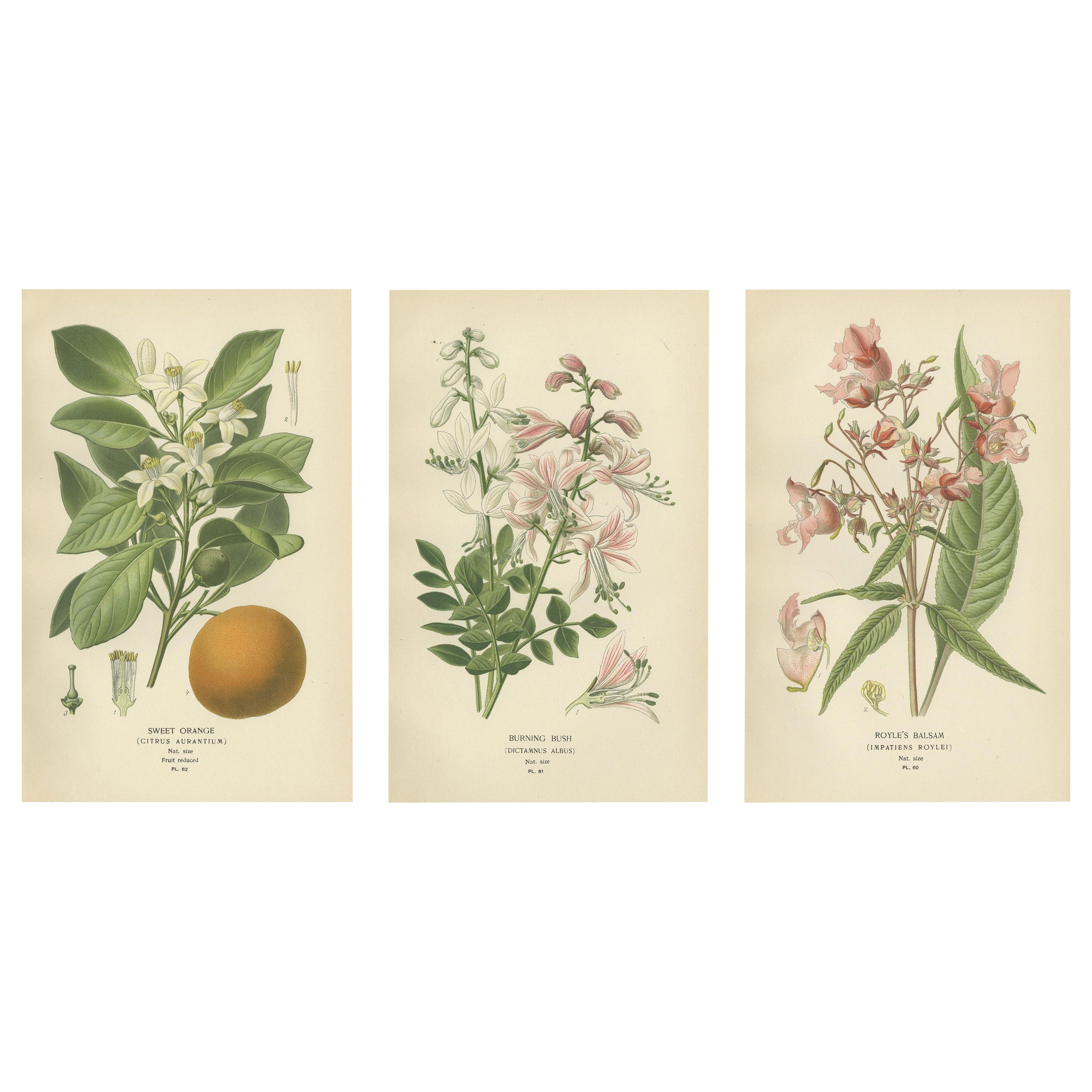 Heritage Blossoms: A Triptych of Garden Elegance, 1896
