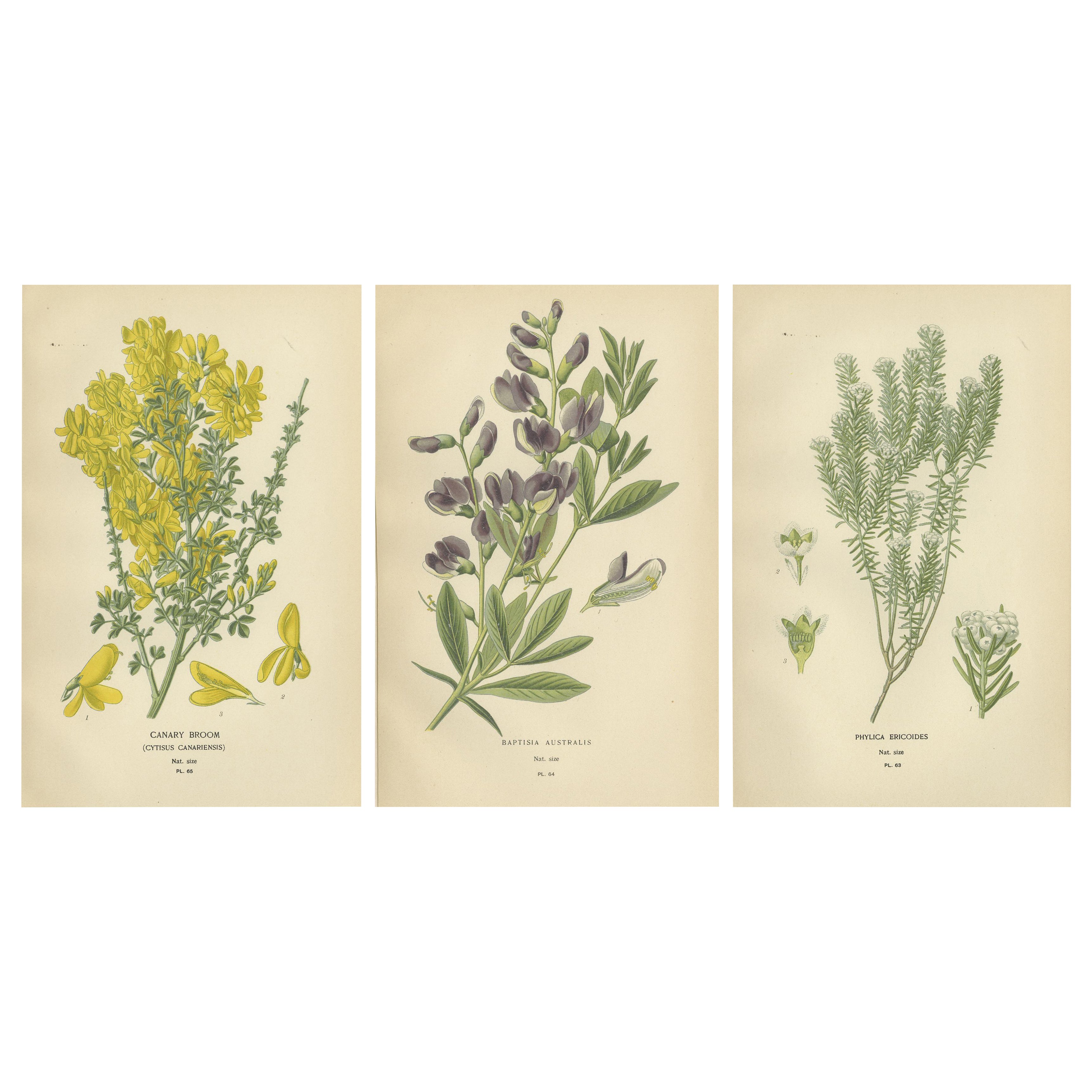 Blossoms of Elegance: A Triptyque of 1896 Botanical Art en vente