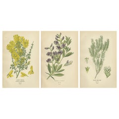 Fiori di Eleganza: Un trittico di arte botanica del 1896