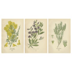 Vintage Blossoms of Elegance: A Triptych of 1896 Botanical Art