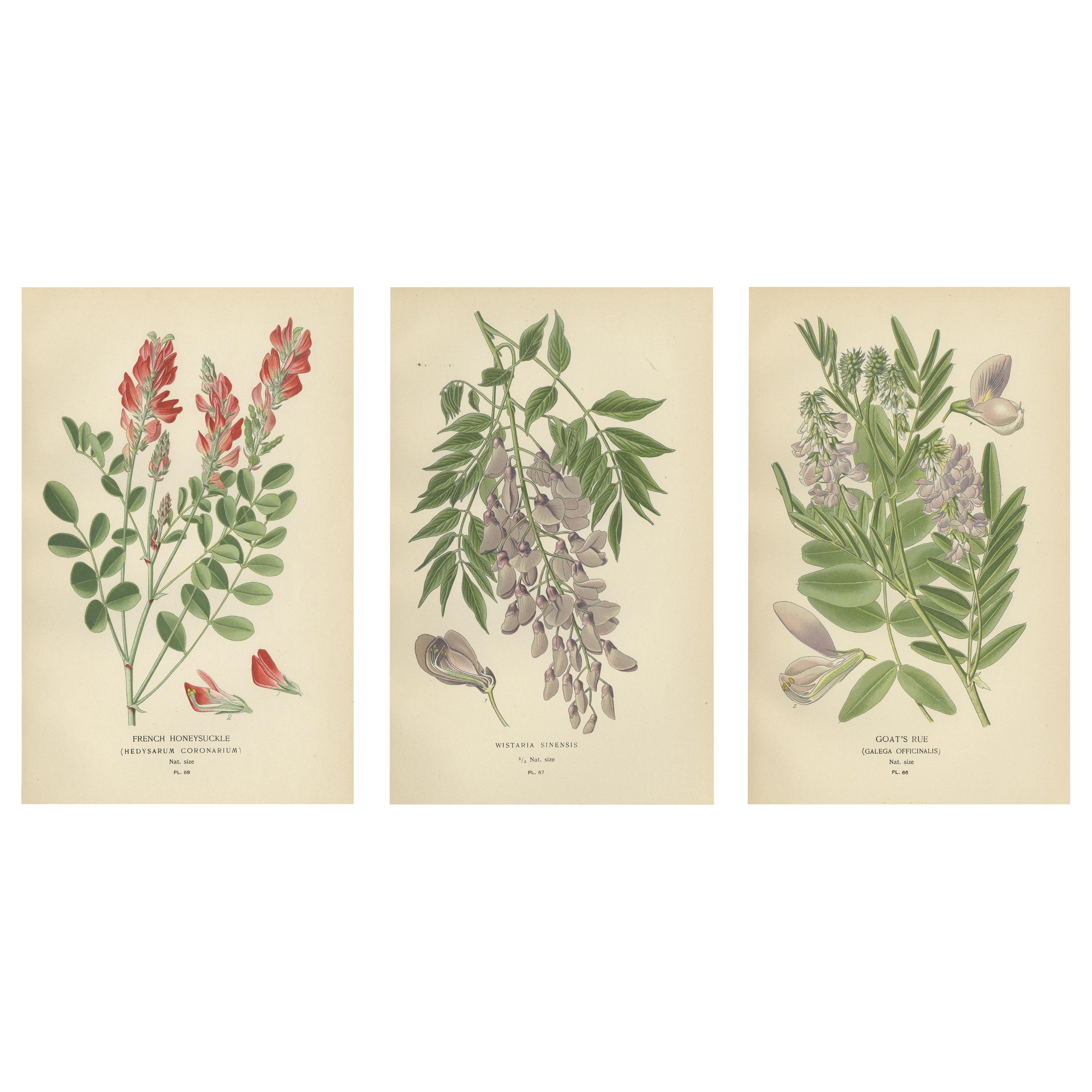 Garten Elegance: Ein Triptychon mit botanischen Illustrationen des 19. Jahrhunderts, 1896 im Angebot