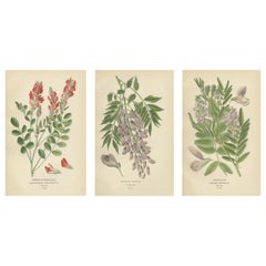 Antique Garden Elegance: A Triptych of 19th Century Botanical Illustrations, 1896