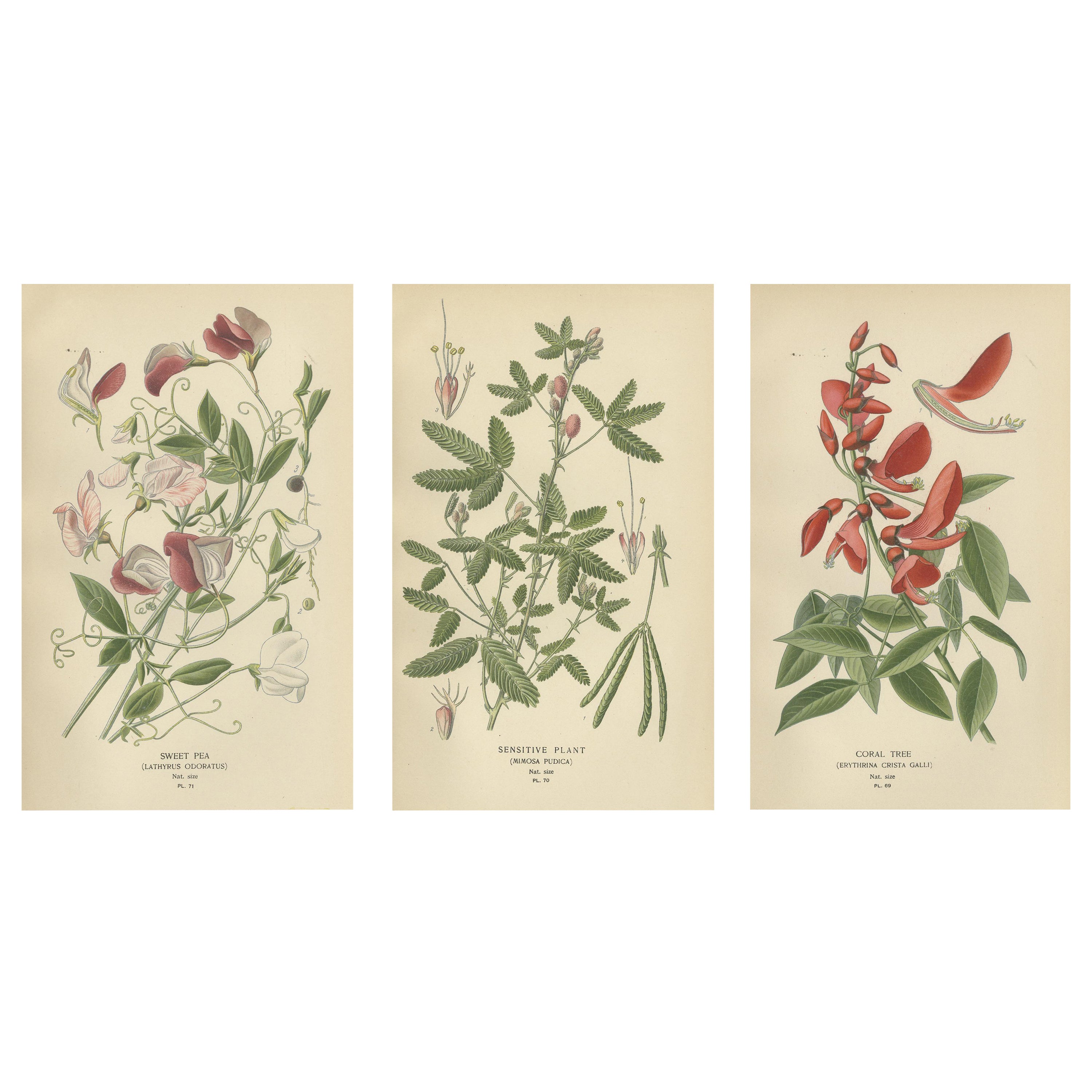 Garden Elegance: A Triptych of 19th Century Botanical Illustrations, 1896 For Sale