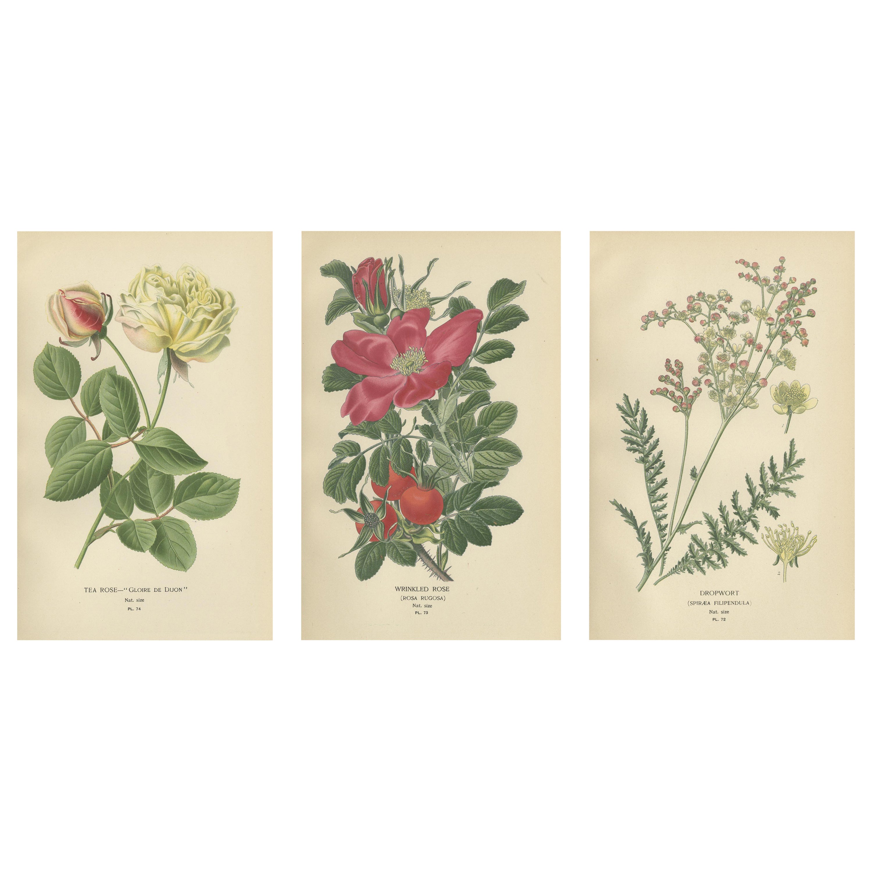 Historic Roses: A Victorian Botanical Showcase, 1896 For Sale