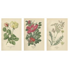 Historic Roses: A Victorian Botanical Showcase, 1896