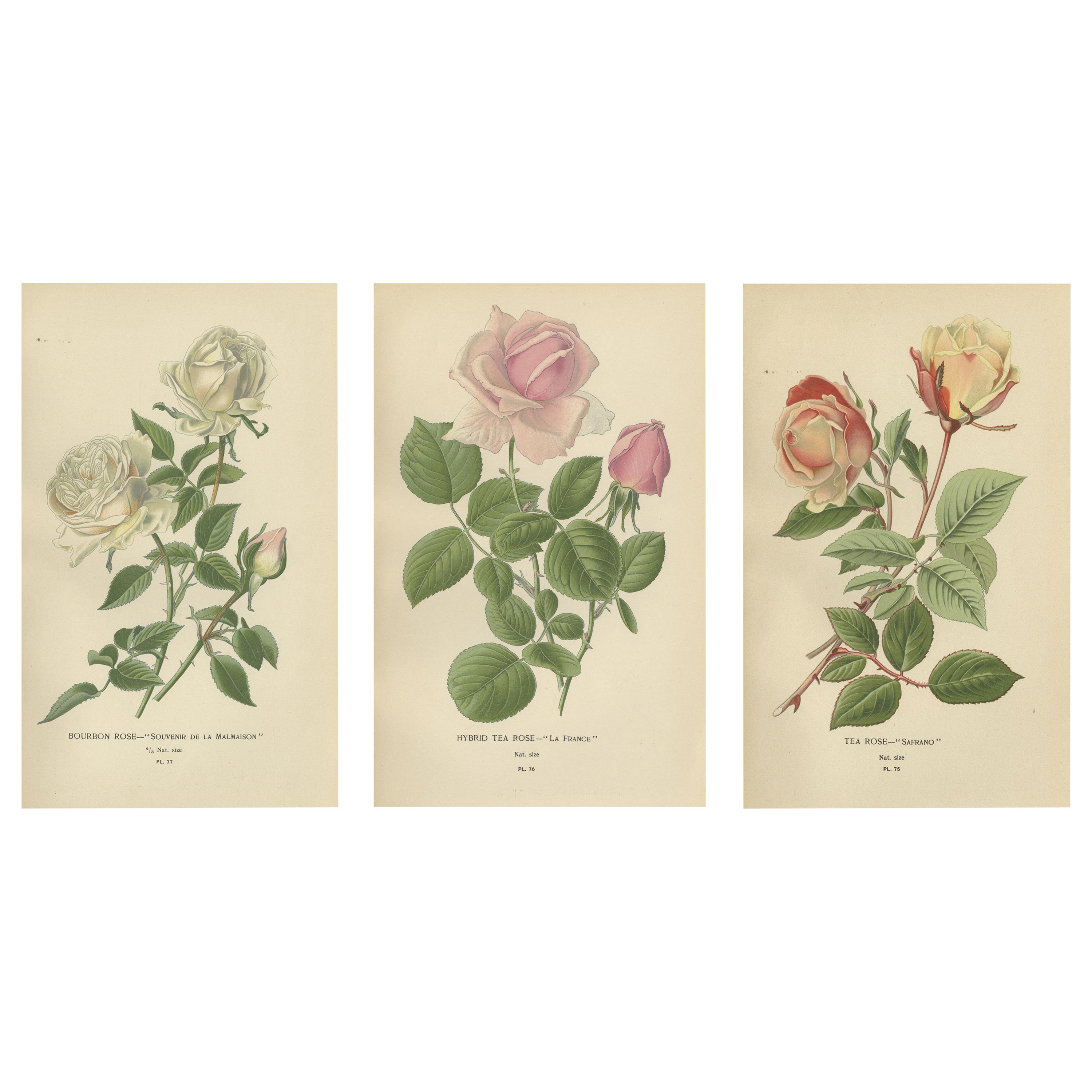 Elegance in Bloom: The Roses of 'Favourite Flowers, 1896 For Sale