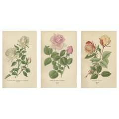 Antique Elegance in Bloom: The Roses of 'Favourite Flowers, 1896