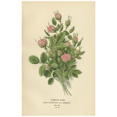 Miniature victorienne : Pompon Rose Elegance, 1896