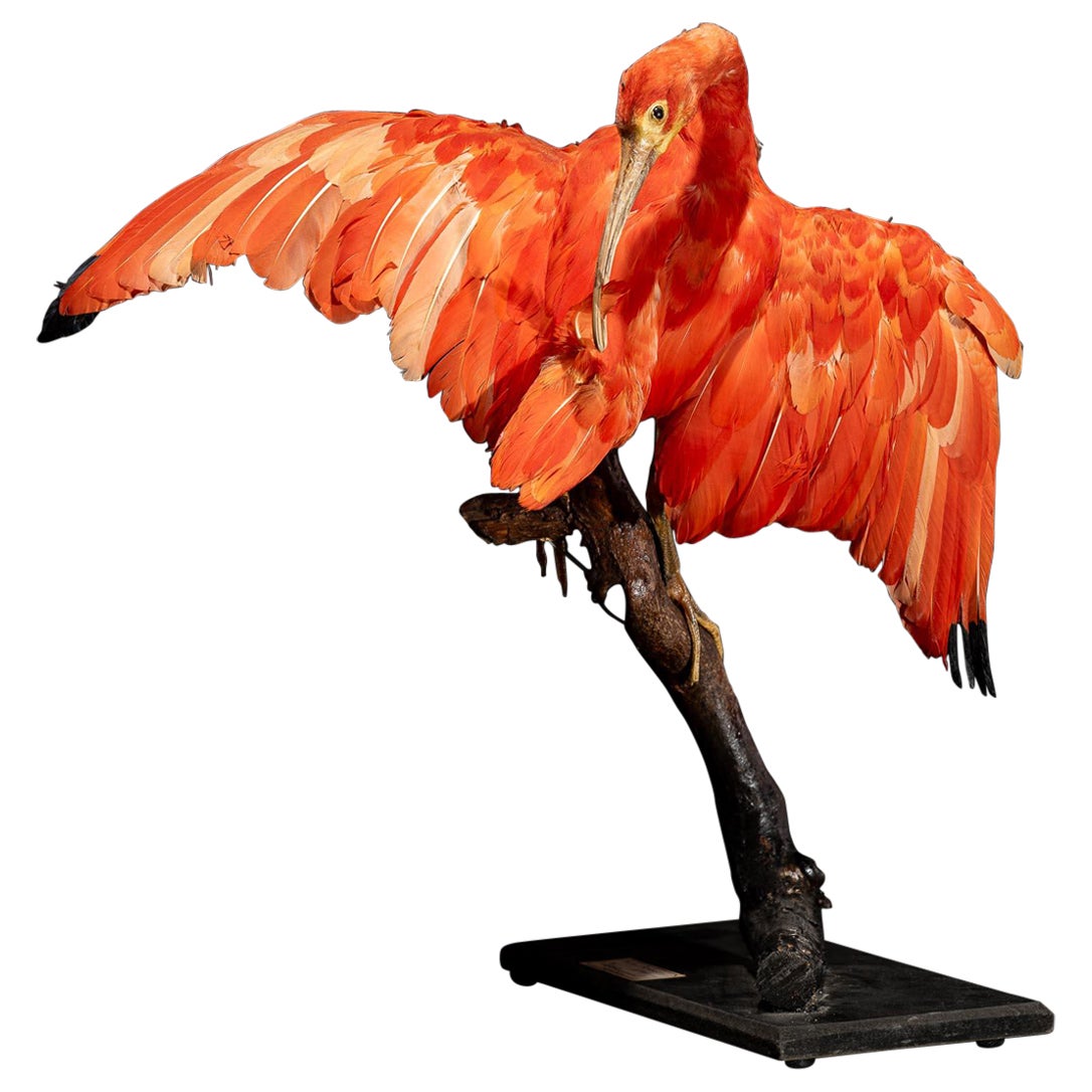Red Ibis old taxidermy mount in preening position, United Kingdom