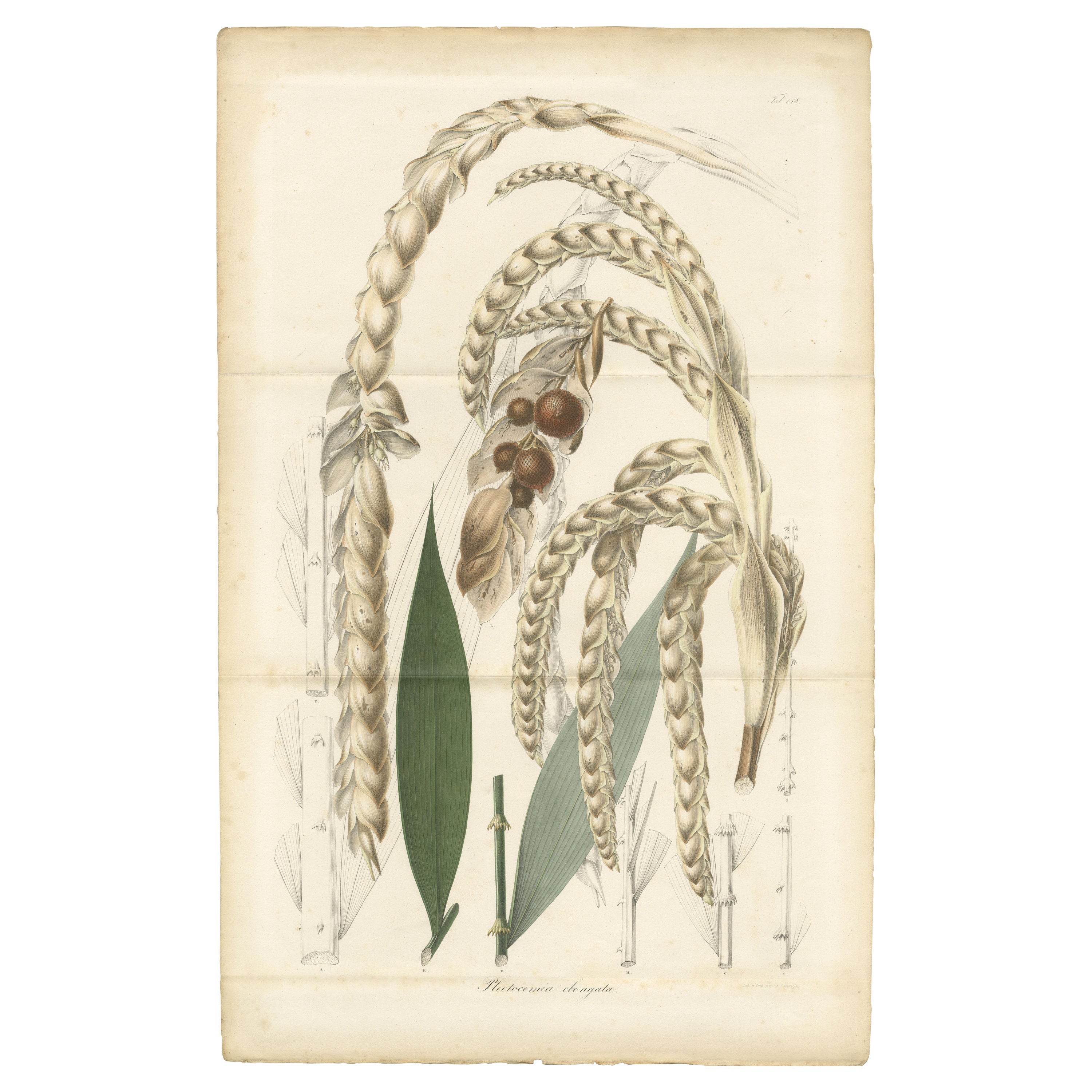 Grande illustration botanique originale de la plectocomia Elongata, vers 1860