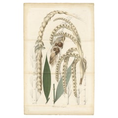 Large Original Vintage Botanical Illustration of the Plectocomia Elongata, c1860