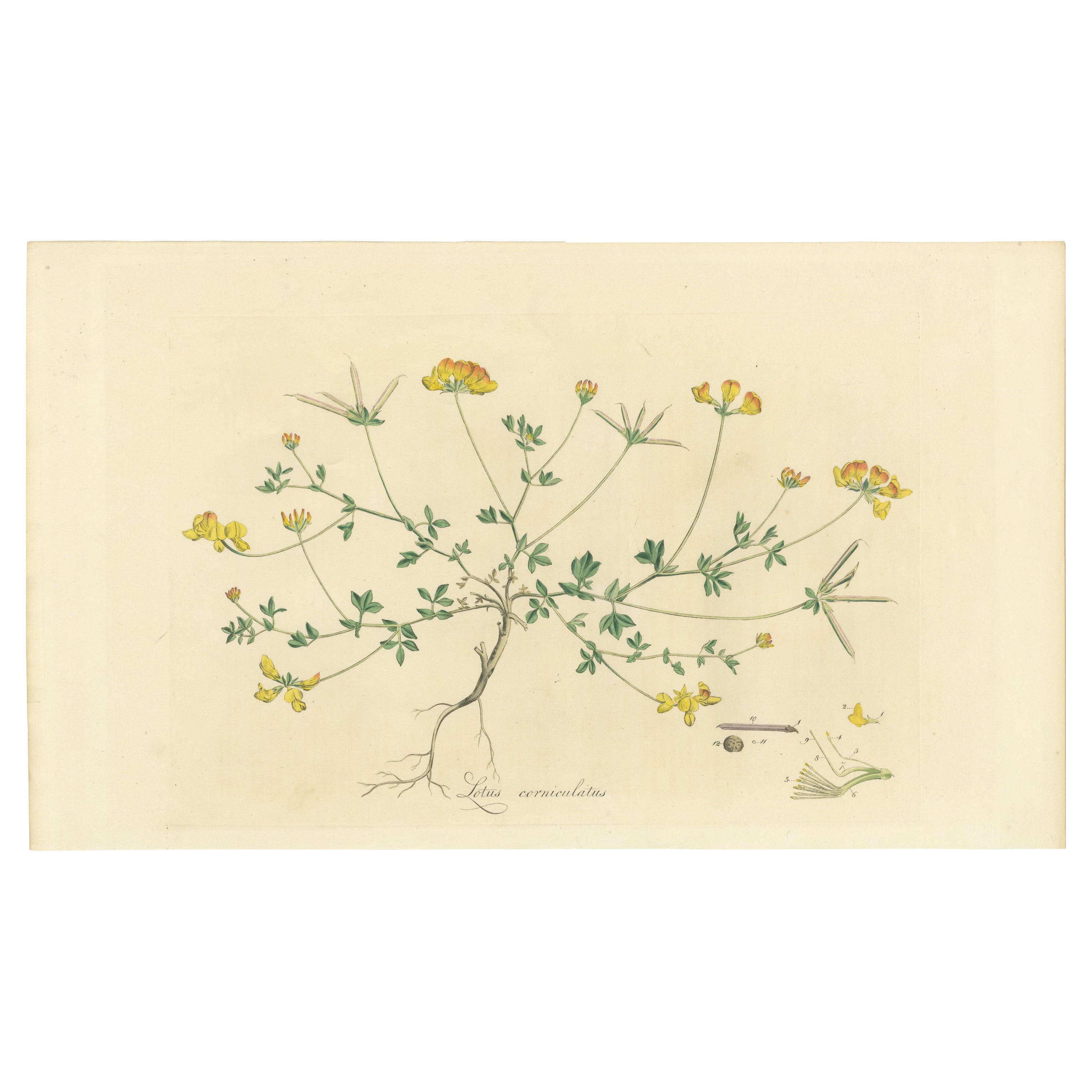 Hand-Colored Antique Print of the Lotus Corniculatus or Birds-foot Trefoil, 1777