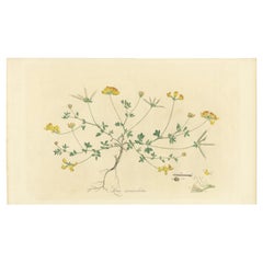 Hand-Colored Antique Print of the Lotus Corniculatus or Birds-foot Trefoil, 1777