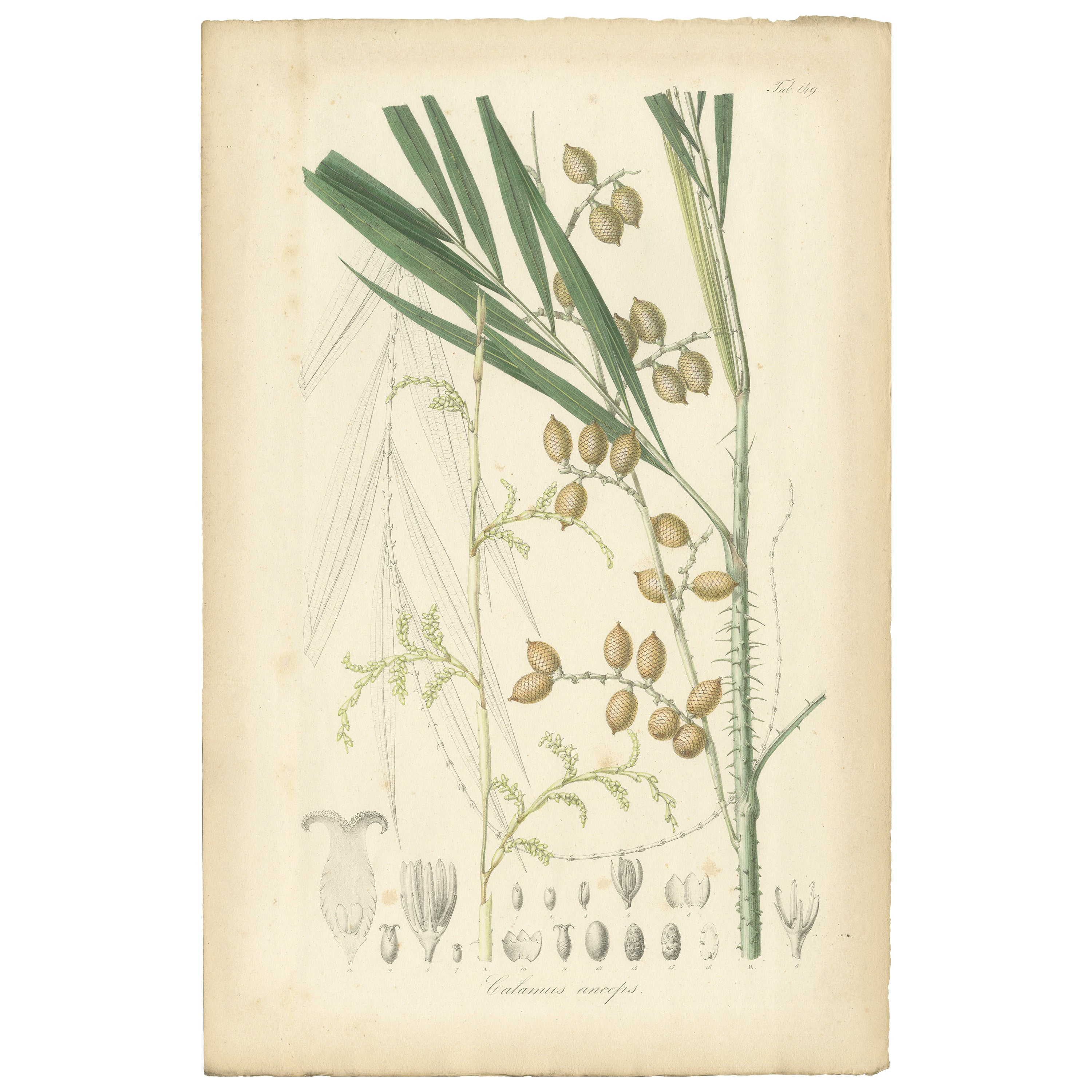 An Original Antique Palm Illustration of the Calamus Melanoloma, 1847 For Sale