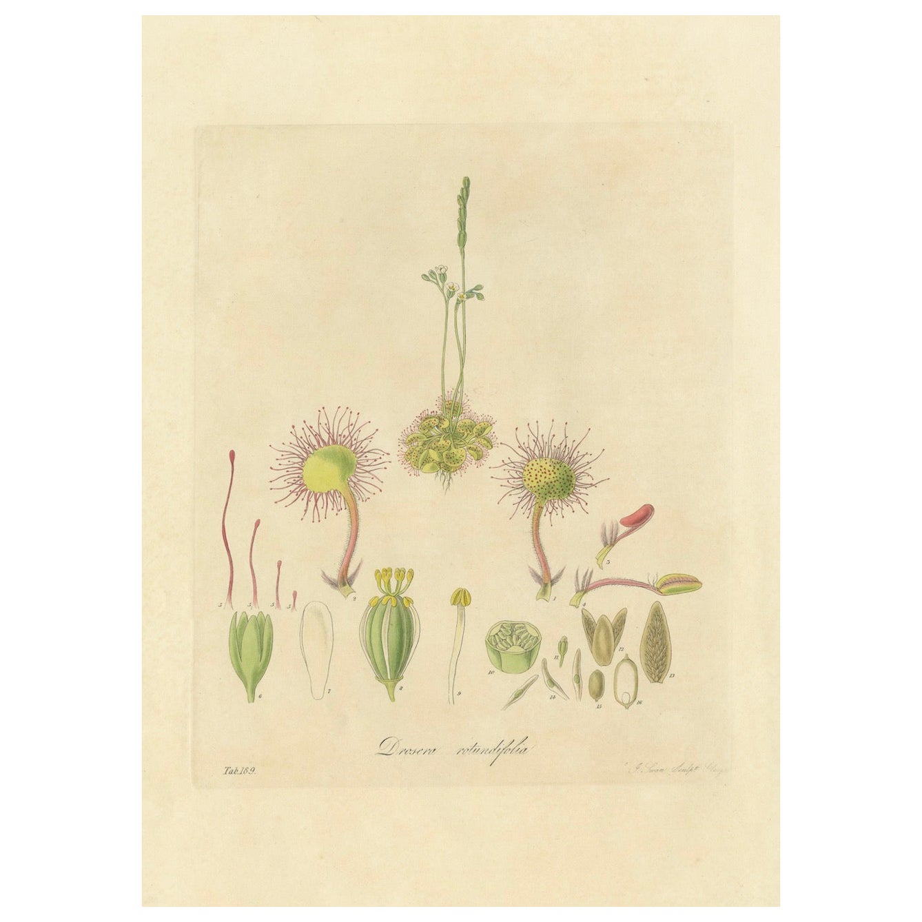 Le prédateur délicat : Illustrations botaniques de Drosera, 1777 en vente