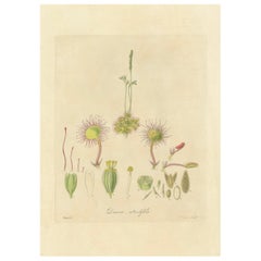 The Delicate Predator: Botanical Illustrations of Drosera, 1777