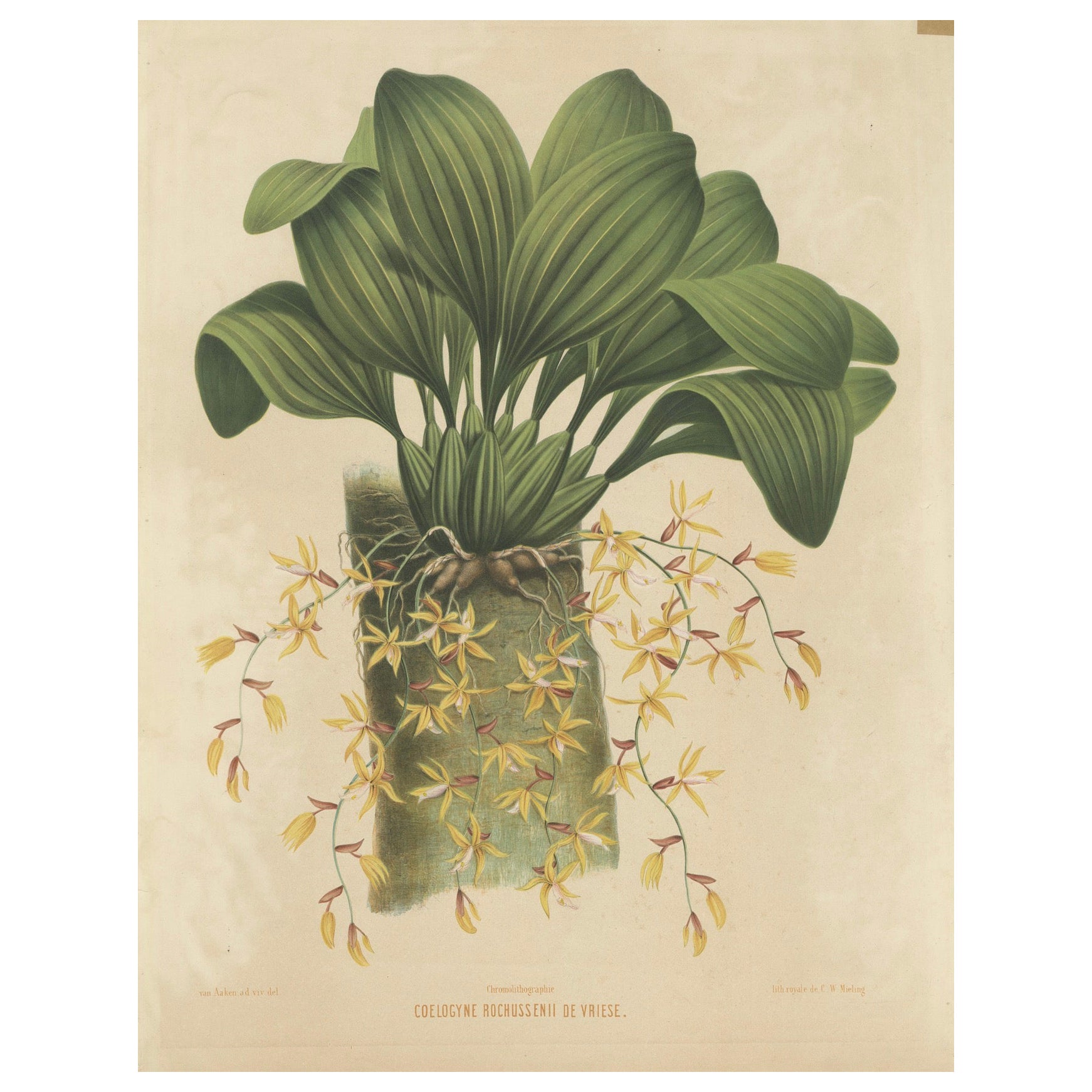 Grandes illustrations d'orchidées des Indes orientales néerlandaises : un héritage botanique, 1854
