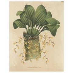 Grandes illustrations d'orchidées des Indes orientales néerlandaises : un héritage botanique, 1854