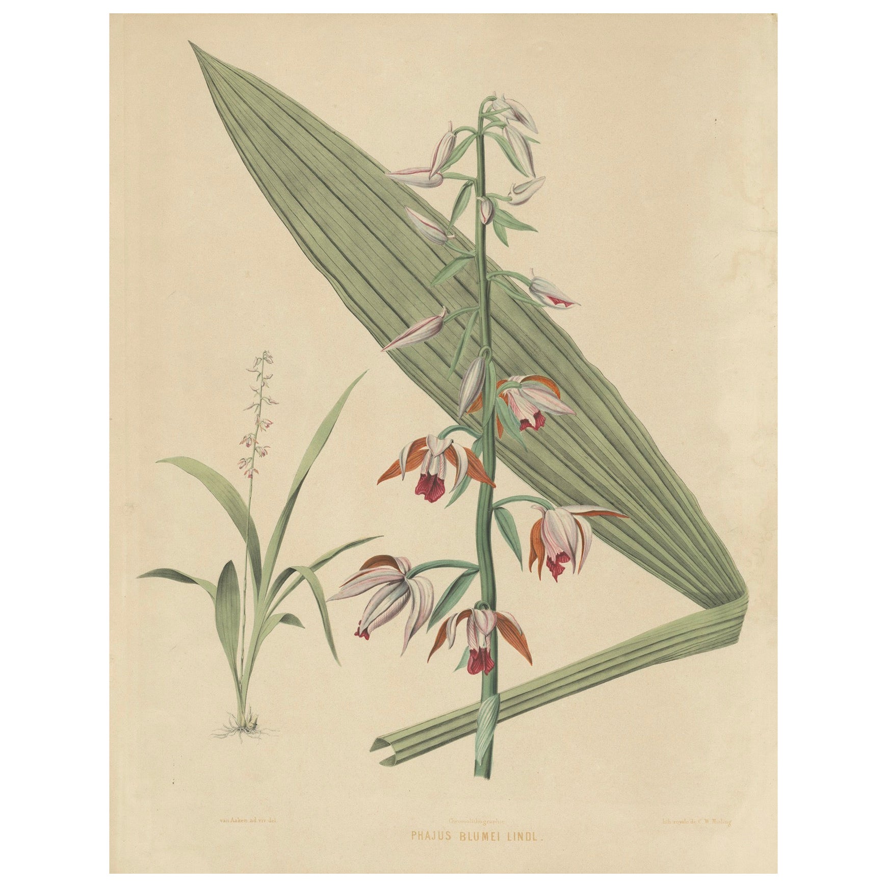 Large Masterpiece of Botanical Illustration from the Dutch East Indies, 1854 For Sale