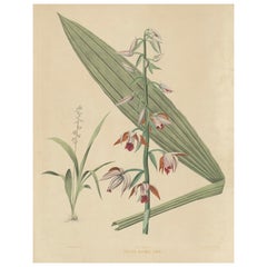 Antique Large Masterpiece of Botanical Illustration from the Dutch East Indies, 1854