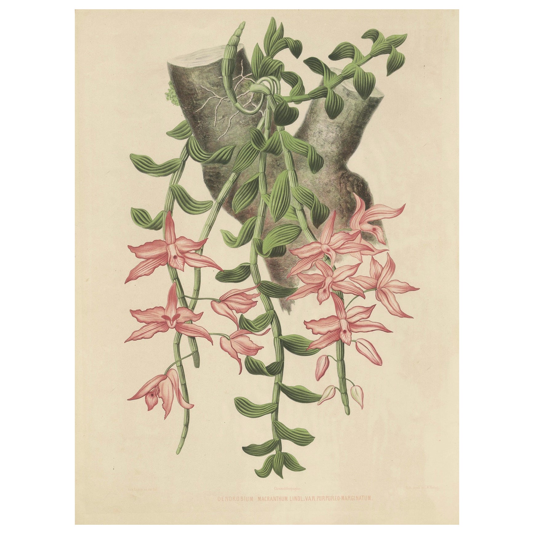 Orchid Elegance: Huge Exquisite Chromolithograph of the Dutch Colonial Era, 1854 For Sale