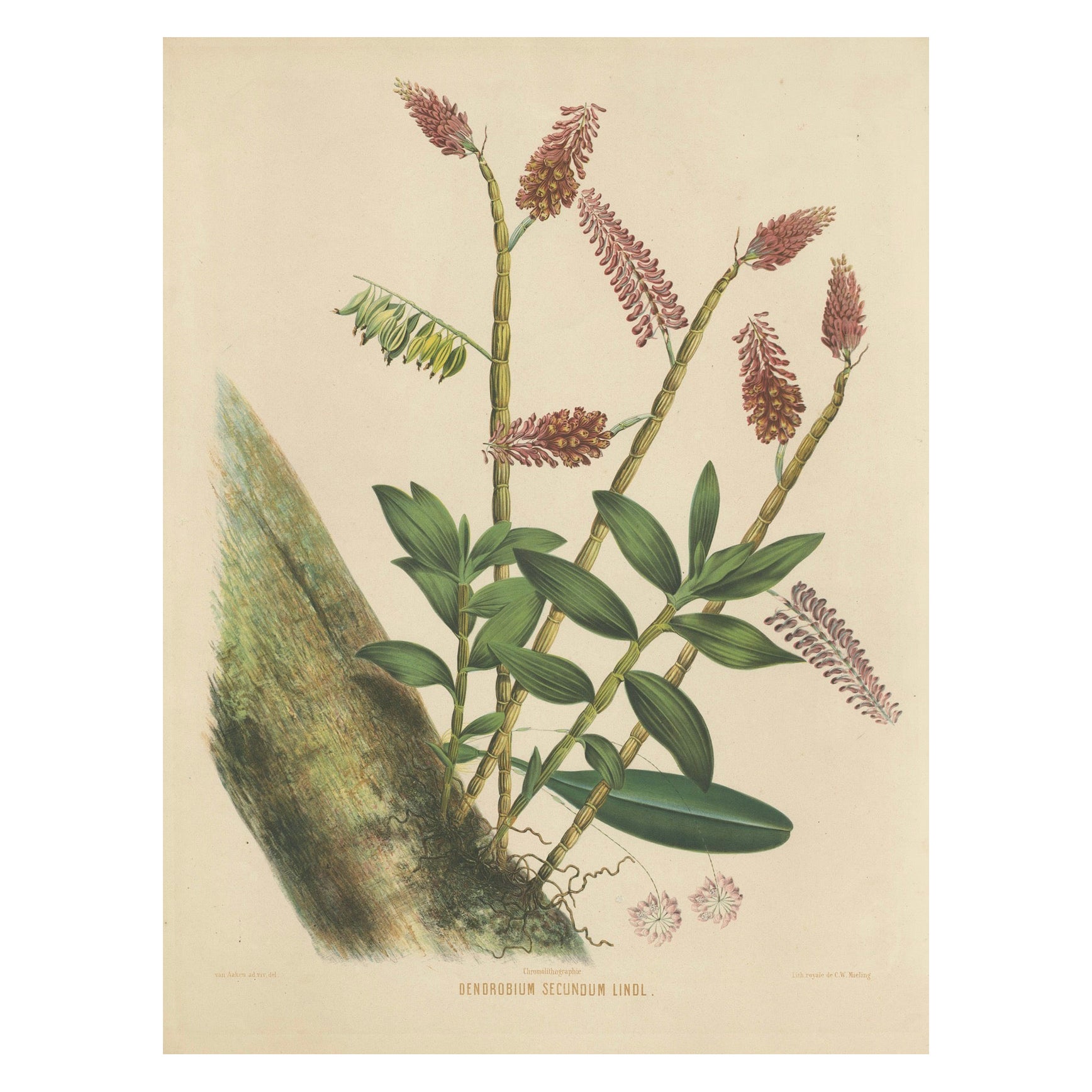 Splendor orchidée : grande héritage chrmolithologique des Indes orientales néerlandaises, 1854  en vente